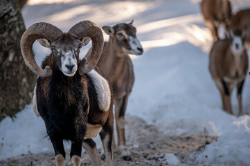 Naklejka premium Sheep in snow. European mouflon of Corsica.One male Ovis aries musimon with females behind.