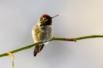 An Anna's Hummingbird in winter in the Pacific Northwest.  The tiny bird rests on a rose branch with its tongue extended in side lighting which highlights its eye and cheek