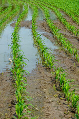 Water-flooded corn crops. Flooding in agricultural areas.