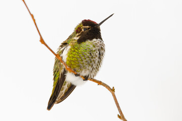 An Anna's Hummingbird perched on a thin branch against a clean white natural background.  This tiny bird is in winter in Western Washington State
