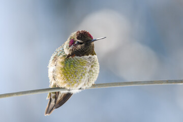 A wintering Annas Hummingbird in Western Washington State rests on a think piece of wire on a cold and crisp winter day