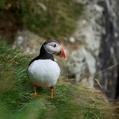 Atlantic puffin sitting on a cliff near Gasadalur village, Vagar island, the Faroe Islands