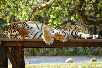 El tigre del Zoofari - obrazy, fototapety, plakaty