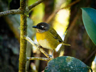 Obraz premium Common bush tanager