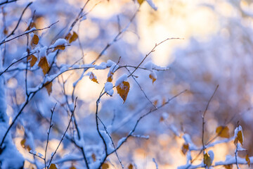 Branches in the snow. Snow-covered tree in sunlight. New Years Eve. Autumn leaves covered with hoarfrost. Winter natural background