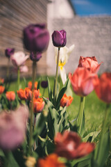 Tulpen im Garten