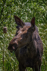 A young bull moose feeding on fresh green cattails 