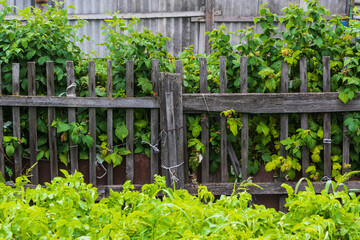 Raspberry bushes in the garden in the village.