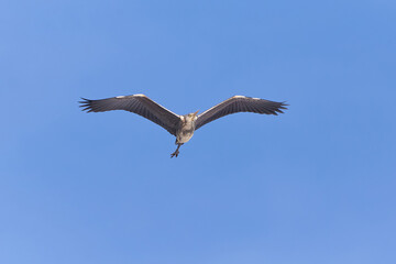 Grey heron bird in flight (Ardea cinerea)