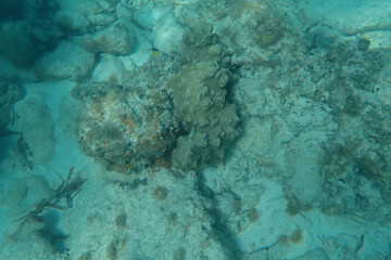 Coral on the ocean floor