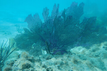 Coral on the ocean floor