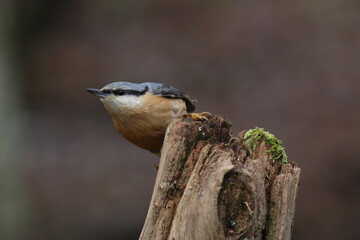 Sittelle torchepot - 2021 12 16 1137 - Yonne 0294