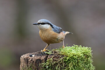 Sittelle torchepot - 2021 12 16 1209 - Yonne 0591
