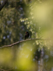 blackbird on a branch
