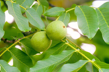 Two green walnuts on a branch
