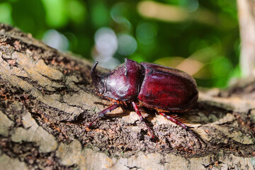 Rhinoceros beetle crawling on a tree branch