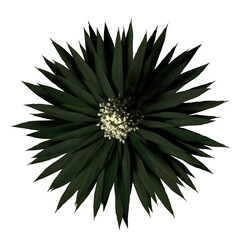 VEGETATION TOP VIEW - TREES PLANTS AND BUSHES IN PLAN