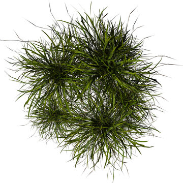 VEGETATION TOP VIEW - TREES PLANTS AND BUSHES IN PLAN