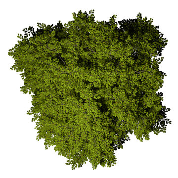 VEGETATION TOP VIEW - TREES PLANTS AND BUSHES IN PLAN