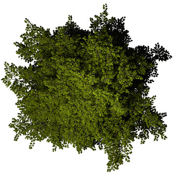 VEGETATION TOP VIEW - TREES PLANTS AND BUSHES IN PLAN