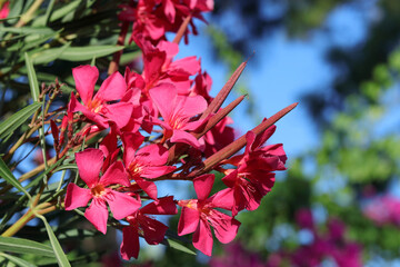 Nerium oleander. Beautiful nature of Turkey. Blooming bushes of the Turkish city of Side. Pink...