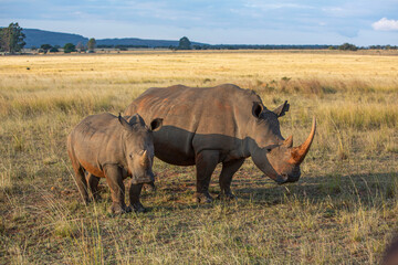 Obraz premium Mother and Baby Wild Rhinoceros walking in a field together in Africa
