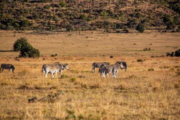 Fototapeta na wymiar A Herd of zebra standing on top of a grass covered field in South Africa