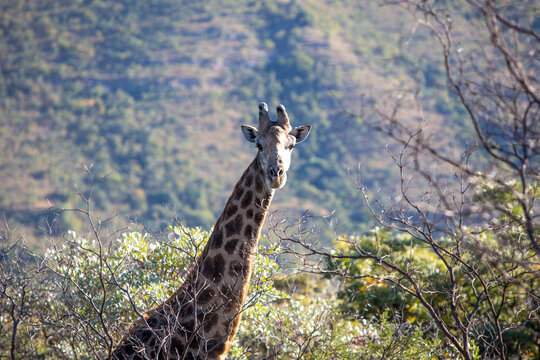 Close up of a giraffe standing in the middle of a field in South Africa