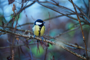 The great tit watching from a branch nearby.
