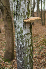 Inedible boletus growing on a birch trunk.