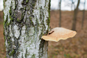 Inedible boletus growing on a birch trunk.
