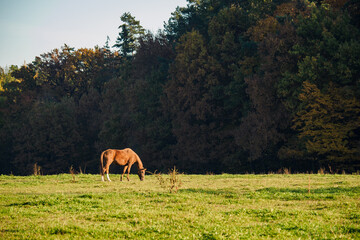Brown horse grazes alone on a meadow with forest in the background.