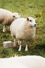 Fototapeta premium a lamb and her sheep mother on the grass