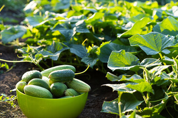 gardening cucumbers, new harvest, organic products from the farm