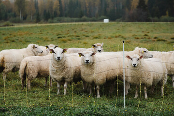Fototapeta premium Sheep in a pen in autumn 