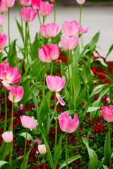 A bunch of pink tulips are blooming in the spring garden