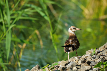 Young seagull on a stone rubble by the lake.
