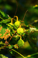 Green chestnut fruits on the tree.