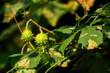 Green chestnut fruits on the tree.