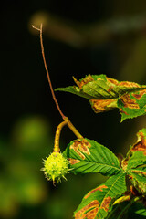 Green chestnut fruits on the tree.