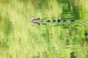A tile with a cub floats on the surface.