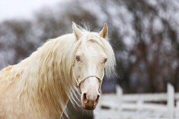 Obraz na płótnie Canvas Beautiful young cremello stallion pose in against white corral