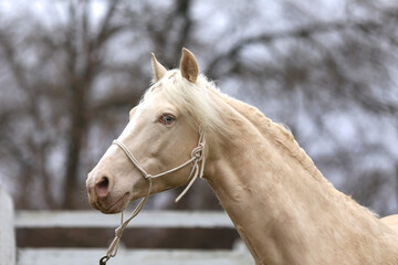 Beautiful young cremello stallion pose in against white corral