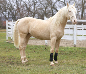 Beautiful young cremello stallion pose in against white corral