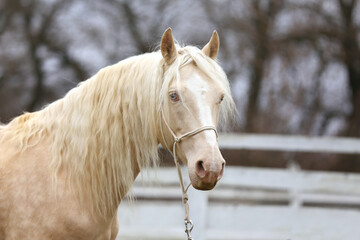 Beautiful young cremello stallion pose in against white corral