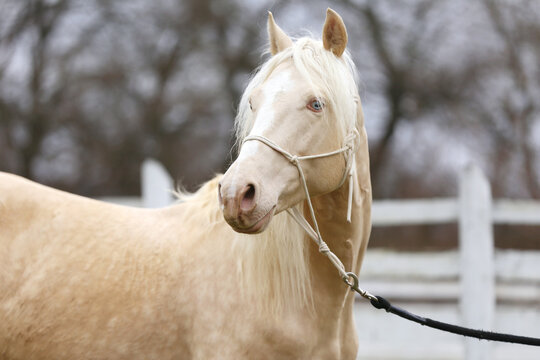 Beautiful young cremello stallion pose in against white corral