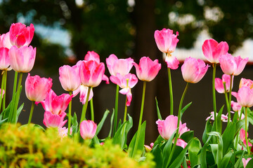 A bunch of pink tulips are blooming in the spring garden