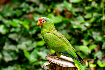 red-spectacled amazon (Amazona pretrei), beautiful parrot in southern Brazil
