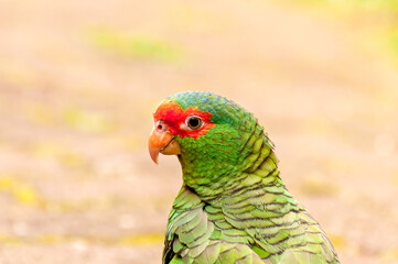 red-spectacled amazon (Amazona pretrei), beautiful parrot in southern Brazil.