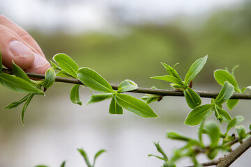 
Leaves on a branch in spring.